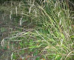 Attēlu rezultāti vaicājumam “Brachypodium sylvaticum leaf”