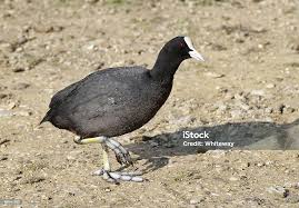 Attēlu rezultāti vaicājumam “Fulica atra”