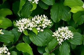 Attēlu rezultāti vaicājumam “Cornus sanguinea”