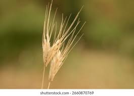 Attēlu rezultāti vaicājumam “Hordelymus europaeus fruit”