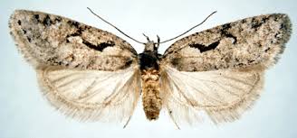 Attēlu rezultāti vaicājumam “Semioscopis steinkellneriana”