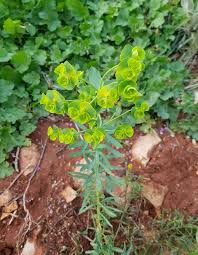 Image result for Wolfsmilch