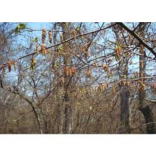 Attēlu rezultāti vaicājumam “Carpinus caroliniana female flower”