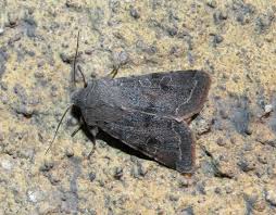 Attēlu rezultāti vaicājumam “Orthosia incerta”