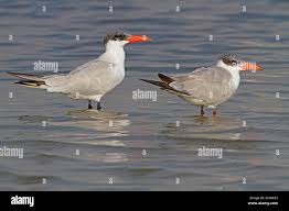 Attēlu rezultāti vaicājumam “Hydroprogne caspia”