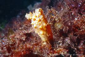 Attēlu rezultāti vaicājumam “Scardia boletella exuvia”