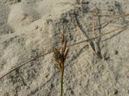 Attēlu rezultāti vaicājumam “Carex arenaria  fruit”