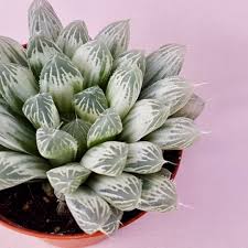 Image result for Haworthia
