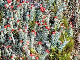 Attēlu rezultāti vaicājumam “Lycogala cf. oleocrystalliferum macro”