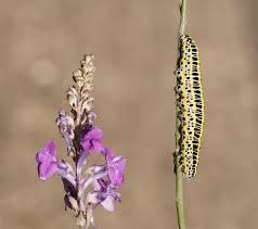 Attēlu rezultāti vaicājumam “Calophasia lunula larva”