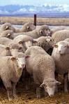 File:Flock of <b>sheep</b>.jpg