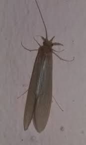 Attēlu rezultāti vaicājumam “Oecetis ochracea”