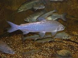 Image result for Coregonus lavaretus