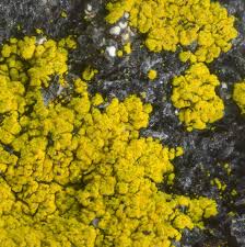 Attēlu rezultāti vaicājumam “Chrysothrix candelaris”