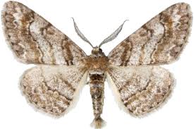 Attēlu rezultāti vaicājumam “Cleora cinctaria”