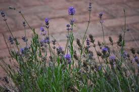 Attēlu rezultāti vaicājumam “Lavandula angustifolia bud”