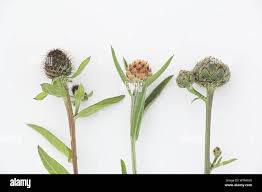 Attēlu rezultāti vaicājumam “Centaurea phrygia bud”