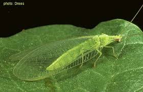 Attēlu rezultāti vaicājumam “Neuroptera”