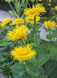 Image result for Telekia speciosa