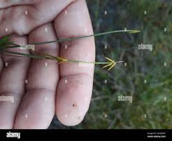 Attēlu rezultāti vaicājumam “Carex pauciflora”