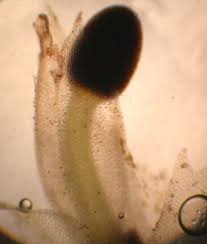 Attēlu rezultāti vaicājumam “Lophocolea minor macro”