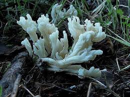 Attēlu rezultāti vaicājumam “Clavulina rugosa”