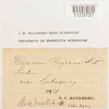 Attēlu rezultāti vaicājumam “Dicranum bonjeanii”