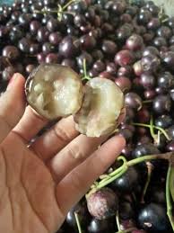 Attēlu rezultāti vaicājumam “Galium schultesii fruit”