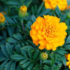 Attēlu rezultāti vaicājumam “Tagetes flower”