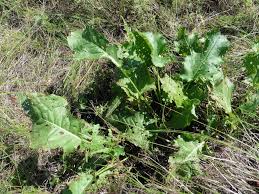 Attēlu rezultāti vaicājumam “Rumex confertus”