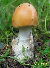 Attēlu rezultāti vaicājumam “Amanita crocea”