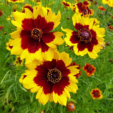 Image result for Coreopsis