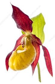 Attēlu rezultāti vaicājumam “Cypripedium calceolus flower”