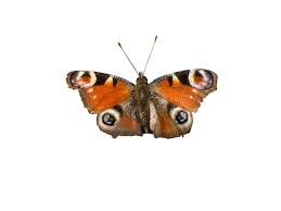 Attēlu rezultāti vaicājumam “Inachis io”