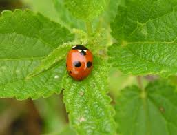 Attēlu rezultāti vaicājumam “Coccinella quinquepunctata”
