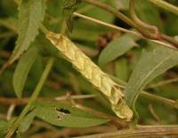 Attēlu rezultāti vaicājumam “Melanchra persicariae larva”