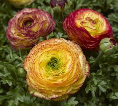 Attēlu rezultāti vaicājumam “Ranunculus elatior flower”