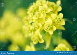 Attēlu rezultāti vaicājumam “Euphorbia virgata”