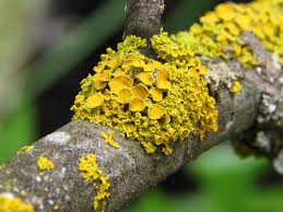 Attēlu rezultāti vaicājumam “Xanthoria polycarpa”