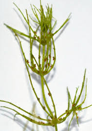 Attēlu rezultāti vaicājumam “Chara hispida”