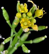 Attēlu rezultāti vaicājumam “Rorippa palustris leaf”