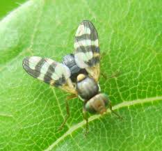 Attēlu rezultāti vaicājumam “Urophora jaceana”