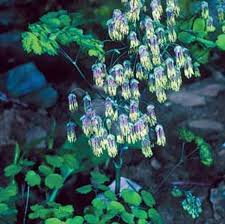 Attēlu rezultāti vaicājumam “Thalictrum”