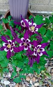 Attēlu rezultāti vaicājumam “Aquilegia vulgaris leaf”