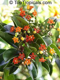 Attēlu rezultāti vaicājumam “Collaria rubens macro”