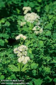 Attēlu rezultāti vaicājumam “Cribraria languescens”