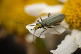 Attēlu rezultāti vaicājumam “Oedemera femorata”