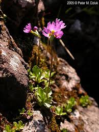 Attēlu rezultāti vaicājumam “Primula farinosa fruit”