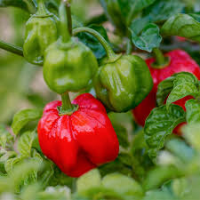 Afbeeldingsresultaat voor chili maya hot pepper hot pepper