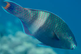 Image result for Scarus fuscopurpureus